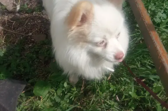 Найдена собака породы Шпиц на ул. Шаймуратова, 54, Аскарово