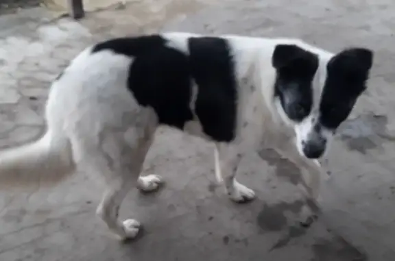 Пропала собака в Белгородской области