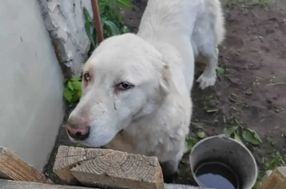 Пропала собака Герда на ул. Калинина, 18 в Белгороде