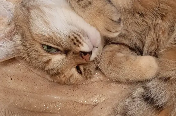 Пропала кошка в Кремёнках, Ульяновская область