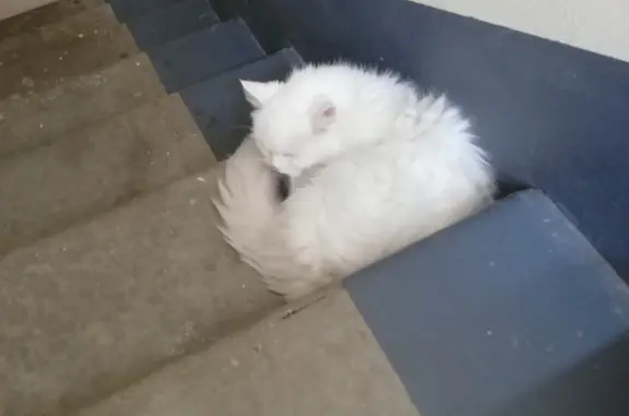 Кошка найдена на Добросельской, 16 в Балашихе.