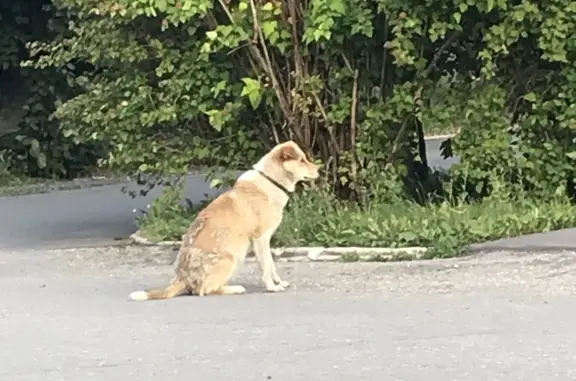 Найдена собака на Платановой, Тольятти