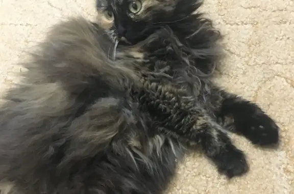 Кошки потеряшки, Смоленск, фото: Потеряшка кошка на ул. Черняховского, 40 в Смоленске