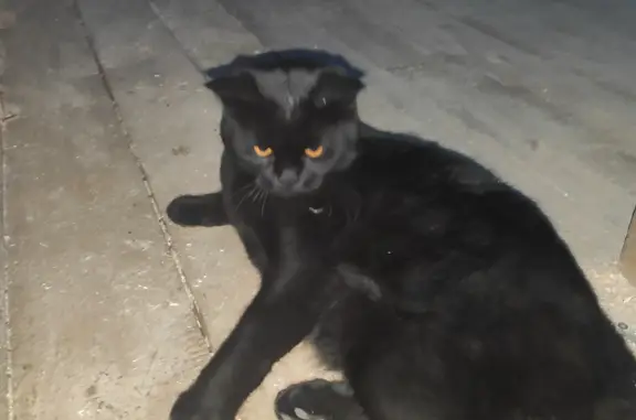 Найден домашний кот на Полевой, 4, Иваново
