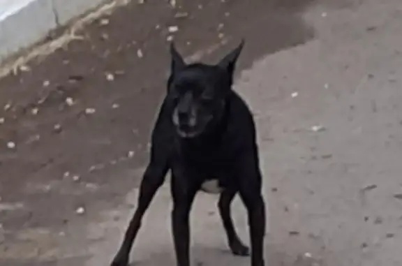 Пропала собака Тиша на Товарном шоссе, Тюмень