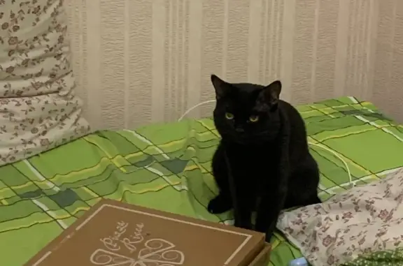 Пропал черный кот с желтыми глазами в Нижегородской области