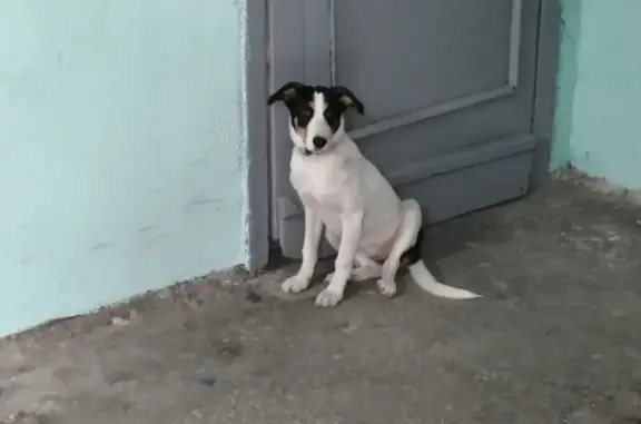Найдена белая собака с ошейником на ул. Марченко, 33 (Челябинск)