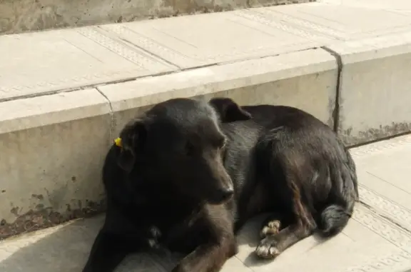Пропала собака в Суземке, контактная, на ухе жёлтый чип