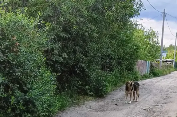 Найдена собака в СНТ Белый Ключ 1, Ульяновск.