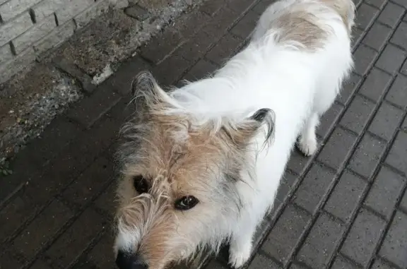 Пропала белая с коричневыми пятнами собака в районе Кузнецово, Чкаловский район, 18.06.