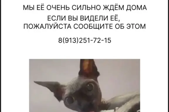 Пропала кошка на улице Миронова, Горняк
