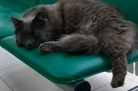 Ул. Свердлова, 78: найден крупный серый кот в аптеке