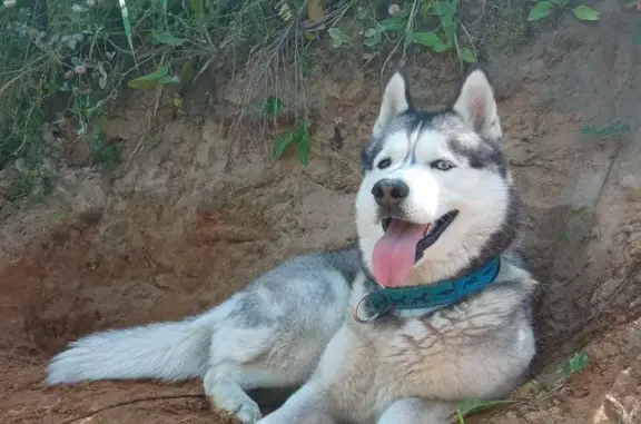 Пропала собака Сибирский хаски на Екатерининском проспекте