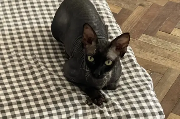 Кошки потеряшки, Санкт-Петербург, фото: Потеряшка кошка Феня на улице Вавиловых, СПб