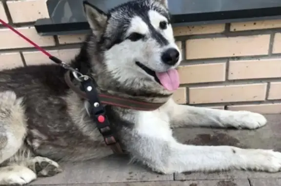 Собака Хаки найдена в Красноярском крае