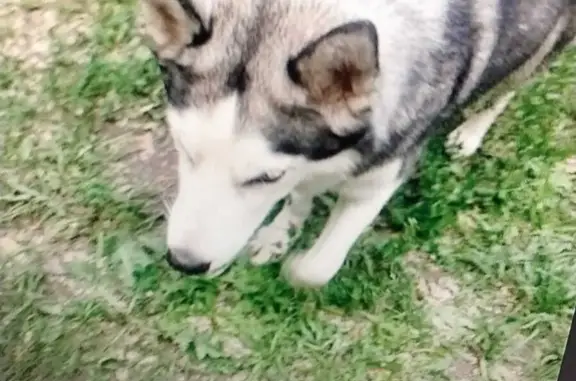 Найдена собака Хаски девочка в Люблино, Москва