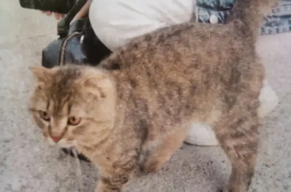 Найден котик на улице Гребенщикова