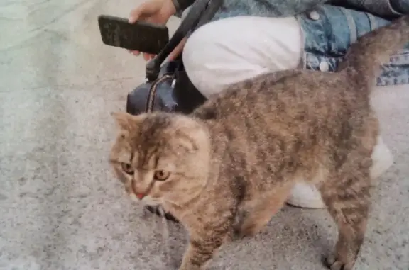 Найден домашний котик на улице Гребенщикова
