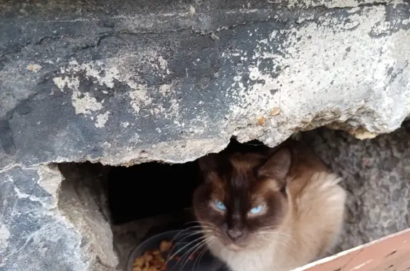 Найдена кошка в 47-м комплексе, Набережные Челны