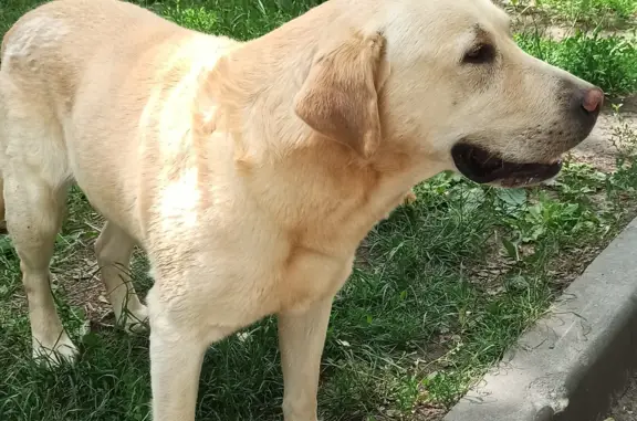 Собака Лабрадор найдена в Тамбове, район Парк Победы