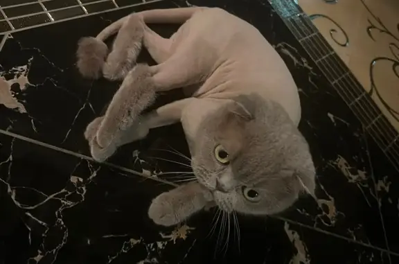 Кошки потеряшки, Набережные Челны, фото: Потеряшка кошка в Набережных Челнах, 70-71 мкр, ул. Юрия Кардашенко, 7.