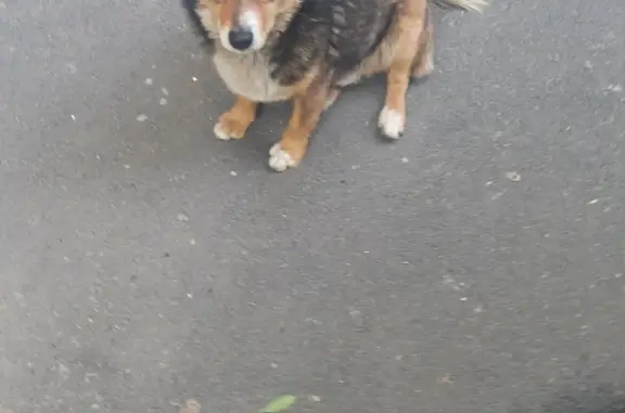 Найдена собака на ул. Герасименко, Ростов-на-Дону