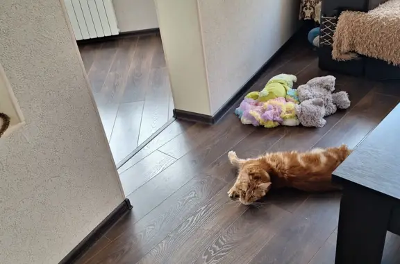 Пропал рыжий кот в Московской области