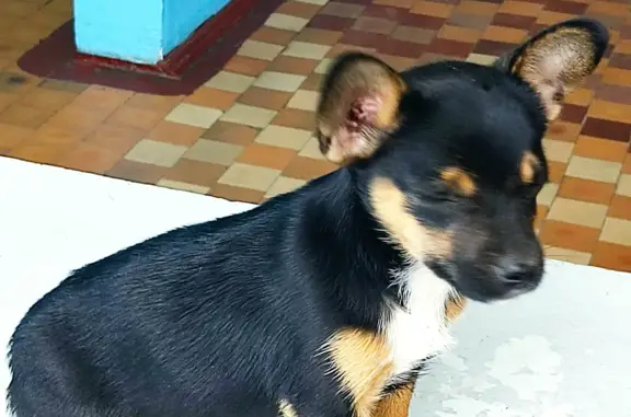 Найден щенок в Батайске, ищем дом