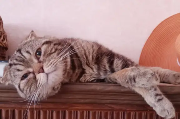 Найден вислоухий кот в Керчи, ищем хозяина.