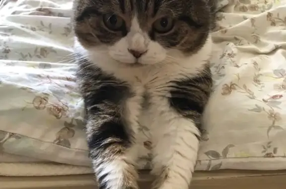 Кошки потеряшки, Ульяновск, фото: Потеряшка кот на ул. Инзенская, Ульяновск