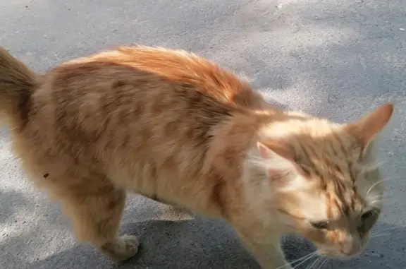 Найдена рыжая кошка на улице Фрунзе, 45, Коломна