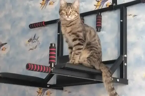 Кошки потеряшки, Екатеринбург, фото: Потеряшка кошка Кот на Чайковского, 86/3, Екатеринбург