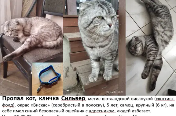 Пропал кот Сильвер на Михайловской улице, Новая Москва