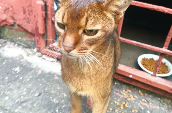Найден ласковый котик на Новой улице, 6А в Реутове