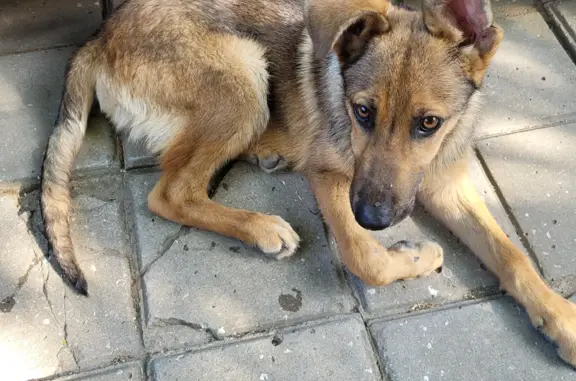 Собака-кобель найдена на ул. Калинина, Керчь.