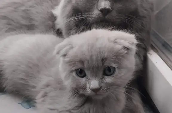 Объявления о пропавших и найденных животных, Курган, фото: Пропала пушистая кошка на ул. Кирова 71, Курган