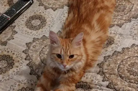 Пропала рыжая кошка на улице Фуркат, Ташкент