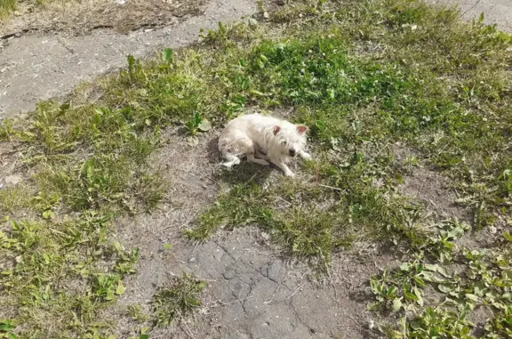Найдена собака в Костроме, недалеко от Коммунаров, 1.