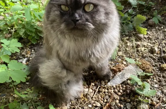 Пропала кошка Ласковый на улице Козлова, Симферополь