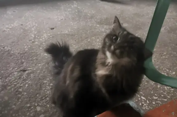 Потерянная кошка на Коммунальной 7 в Омске