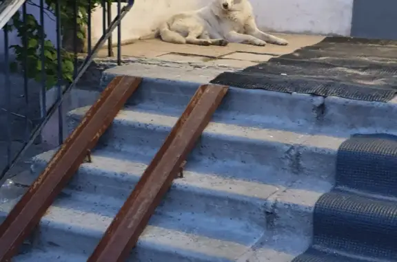 Найдена собака в Рязани на улице Васильевской, 3