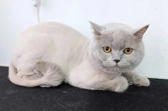 Пропала кошка на Курская, 31 в Железногорске