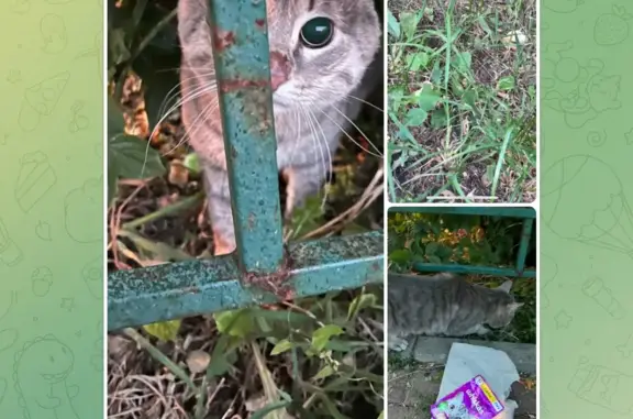 Найдена кошка в Дрожжино: ул. Новое шоссе, 12 к3