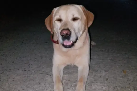 Собака лабрадор найдена на Теневом переулке, Сочи