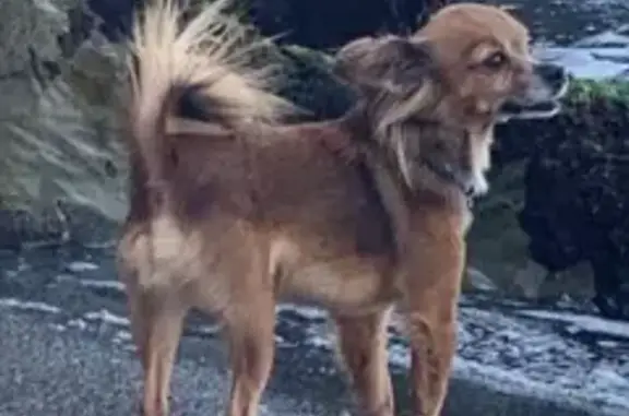 Пропала собака в Агрогородке, рыже-коричневый чихуазуа, 13 июня, возле магазина Верный.