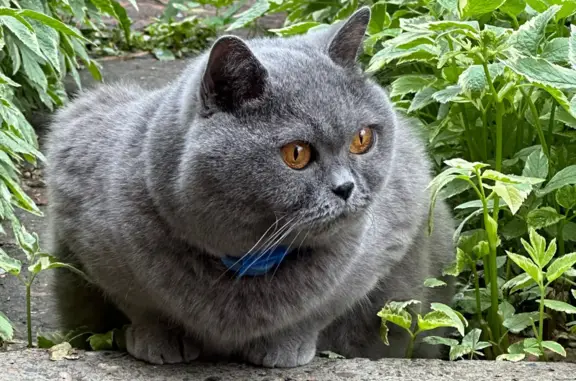 Пропала кошка в Новокузнецке, серый британец