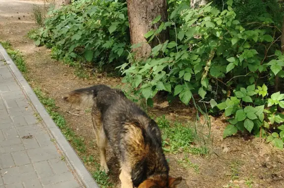 Найдена собака в Экопарке на 40-летия Победы 9А, Челябинск.