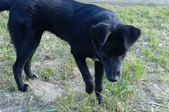 Пропала собака в Кубовинском сельсовете.
