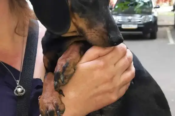 Собака Такса найдена на улице Шумилова, Москва