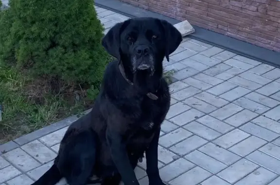 Собака найдена на Ельшанской набережной, Волгоград